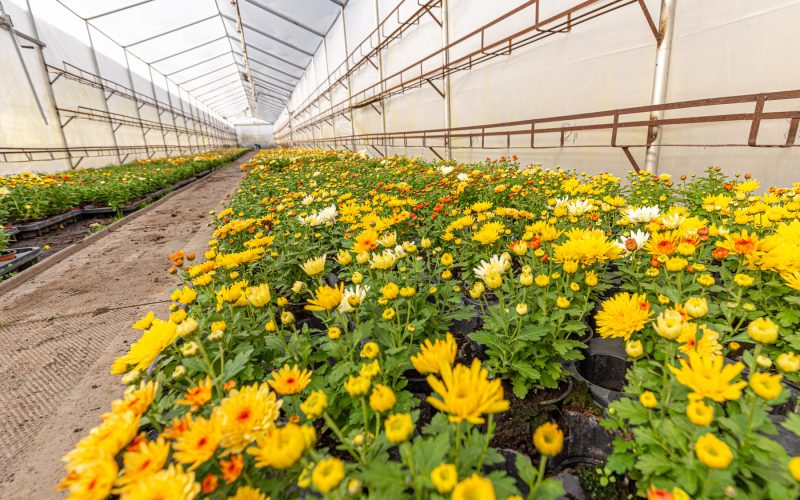 Cultivo de Calendula Arvensis en Invernaderos