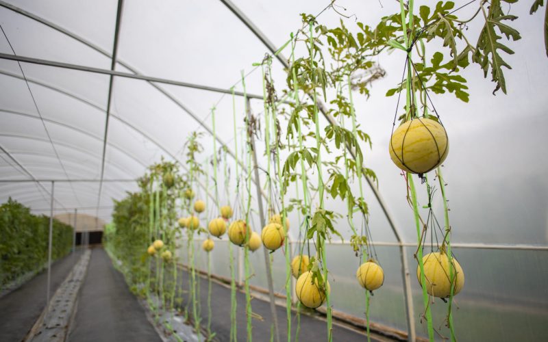 Glicina Beneficios, Usos y Aplicaciones en la Agricultura