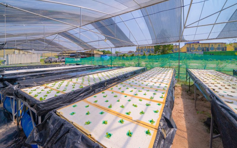 Impacto del nitrato de calcio en la agricultura hidropónica