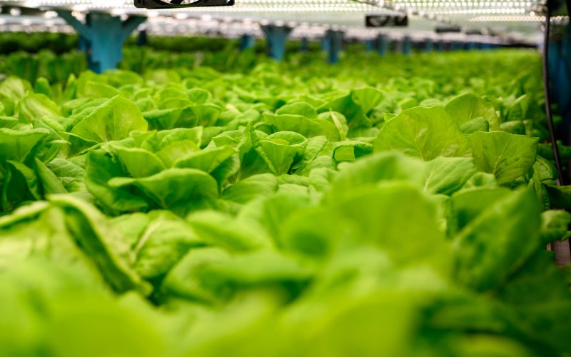 Importancia del magnesio en hidroponía