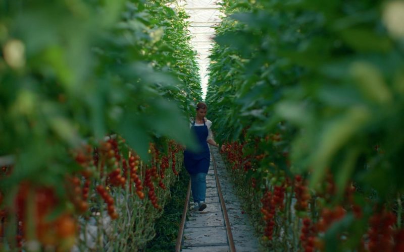 Importancia y dosis de calcio para tomates en su cultivo