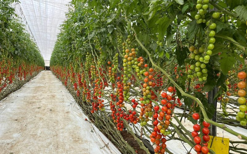 Lucha Integrada de Plagas en Tomate Bajo Plástico