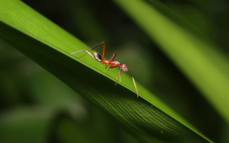 Mejor insecticida para araña roja