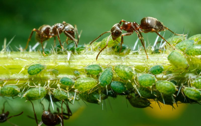 Mejor insecticida para hormigas