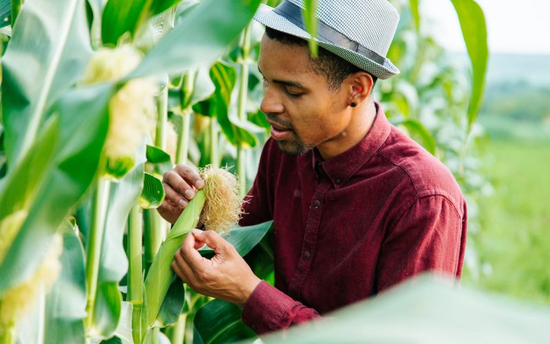 Mejorar la calidad del suelo con productos nutricionales naturales