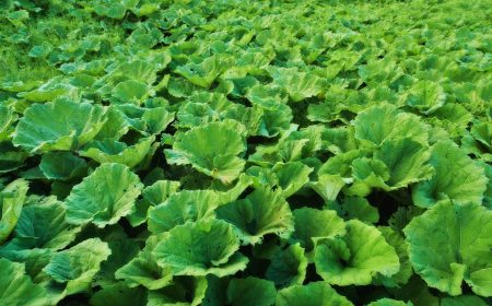 Nesidiocoris tenuis para Cultivos Hortícolas (3)