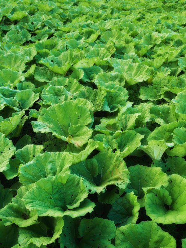 Nesidiocoris tenuis para Cultivos Hortícolas (3)