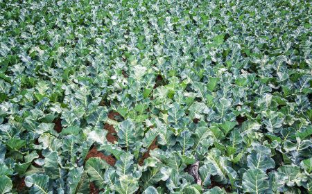 Nesidiocoris tenuis para Cultivos Hortícolas (2)