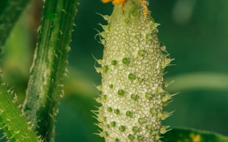 Nesidiocoris tenuis para Cultivos Hortícolas (3)