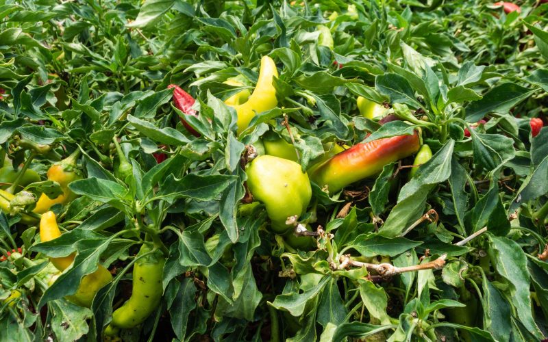 Orius laevigatus control biológico de trips en pimiento