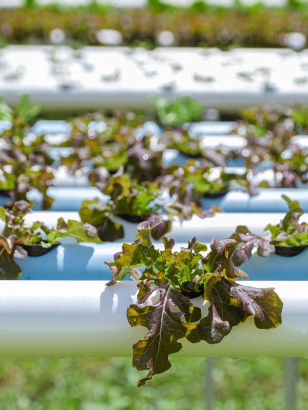 Protocolos de desinfección en sistemas hidropónicos (3)