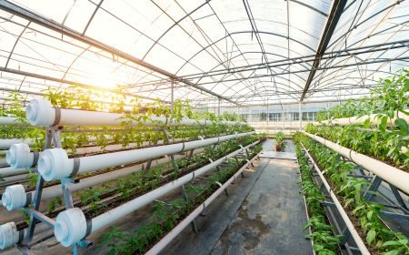 Requerimientos de infraestructura para hidroponía (2)