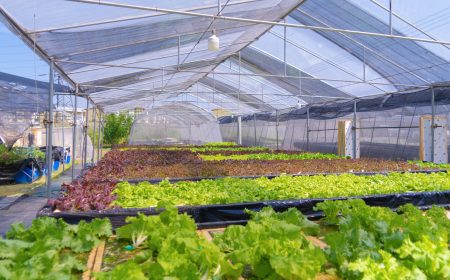 Requerimientos de infraestructura para hidroponía (3)