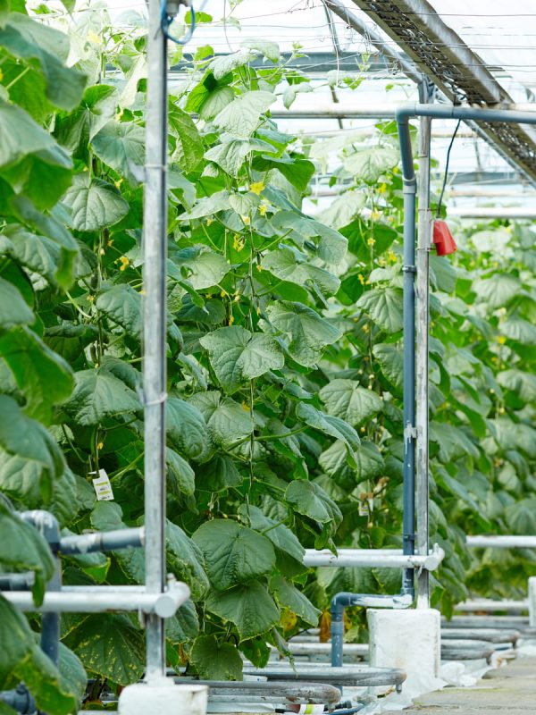 Soluciones de Hidroponía Profesional para Invernaderos Comerciales