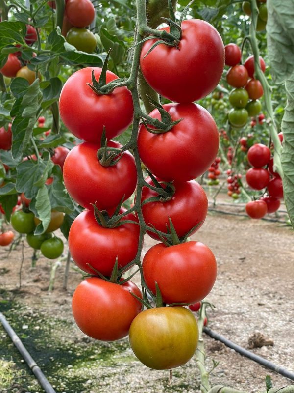 Uso de Nesidiocoris tenuis en agricultura sostenible