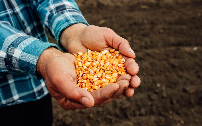 Variedades de Semillas para Agricultura