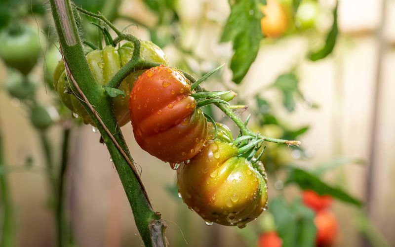 Variedades de Tomates Híbridos