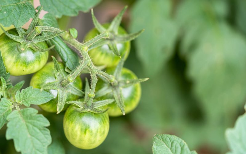 cal para tomates