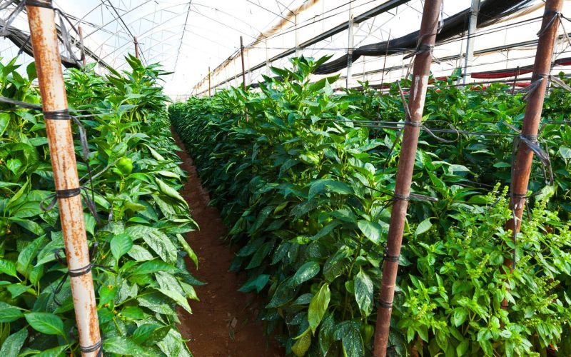 fertilizante para pimientos