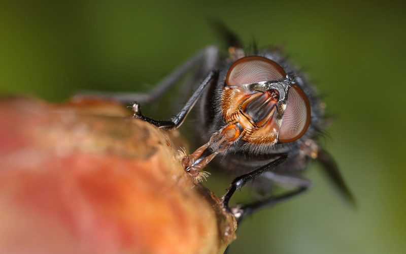 mosca de la fruta