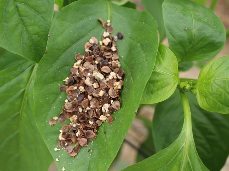 nesidiocoris tenuis ninfa