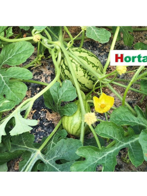 Sensor EC y temperatura para agricultura hidropónica