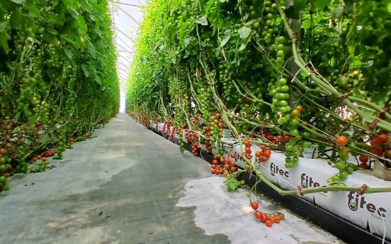 Sensor EC y temperatura para agricultura hidropónica